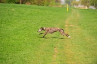 Picture of Spanish Galgo (Galgo Espanol) running