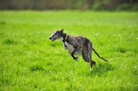 Picture of Spanish Galgo (Galgo Espanol) running in field