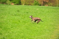 Picture of Spanish Galgo (Galgo Espanol) running