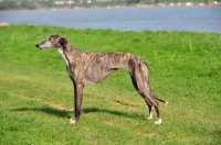 Picture of Spanish Galgo (Galgo Espanol) side view