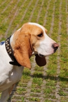 Picture of Spanish Hound (aka Sabueso Espanol), portrait