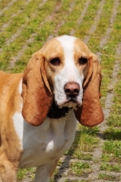 Picture of Spanish Hound (aka Sabueso Espanol), head study