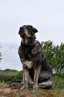 Picture of Spanish Mastiff (Mastin Espanol)