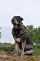 Picture of Spanish Mastiff (Mastin Espanol)