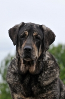 Picture of Spanish Mastiff (Mastin Espanol)