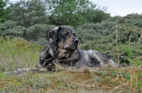 Picture of Spanish Mastiff (Mastin Espanol), lying down