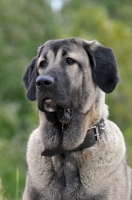 Picture of Spanish Mastiff (Mastin Espanol) portrait