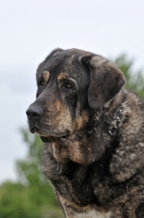 Picture of Spanish Mastiff (Mastin Espanol) head study