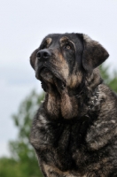 Picture of Spanish Mastiff (Mastin Espanol) looking up