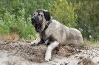 Picture of Spanish Mastiff (Mastin Espanol) lying down