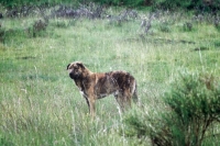 Picture of Spanish Mastiff standing in field