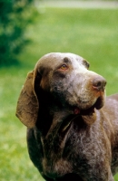 Picture of Spanish Pointer (also known as Perdigero de Burgos)