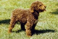 Picture of Spanish Water Dog on grass