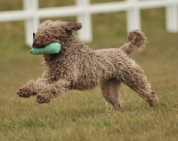 Picture of Spanish Water dog running