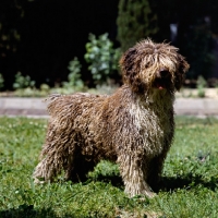 Picture of spanish water dog standing on grass