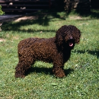 Picture of spanish water dog standing on grass, antonio carvajal tinoco