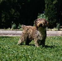 Picture of spanish water dog standing
