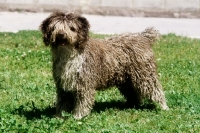 Picture of spanish water dog