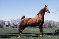 Picture of Sparkling Sultan, American Saddlebred in usa 