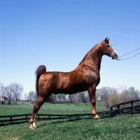 Picture of Sparkling Sultan, American Saddlebred, posed in Kentucky, USA