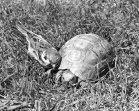 Picture of Sparrow and tortoise