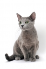 Picture of spay Russian Blue cat staring