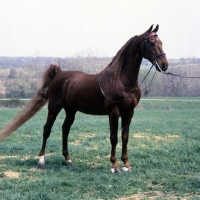 Picture of Special Entertainer, American Saddlebred gelding