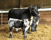 Picture of Speckle Park cow and calf