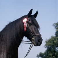 Picture of speedy of smallpage, dales pony head - study