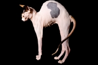 Picture of sphynx cat arching back