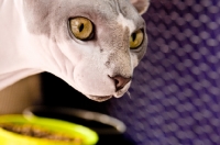 Picture of sphynx cat at home