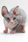 Picture of Sphynx cat, blue tortie & white colour, crouching