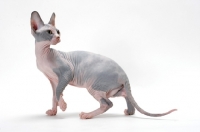 Picture of Sphynx cat, blue tortie & white colour, looking back