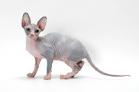 Picture of Sphynx cat, blue tortie & white colour, on white background