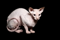 Picture of sphynx cat crouching, side view