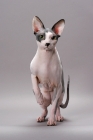 Picture of Sphynx cat front view