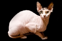 Picture of sphynx cat full body