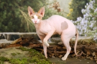 Picture of sphynx cat in environment