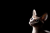 Picture of sphynx cat in profile