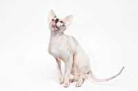 Picture of sphynx cat licking her mouth, hungry
