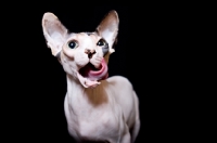 Picture of sphynx cat licking her mouth