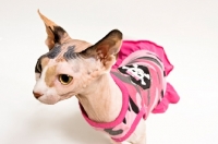 Picture of sphynx cat looking aside, wearing a dress