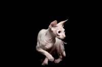 Picture of sphynx cat looking aside