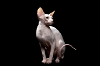Picture of sphynx cat looking aside