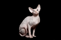 Picture of sphynx cat looking at camera