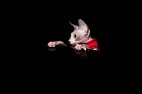 Picture of sphynx cat looking at the table, paws resting on the edge