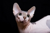 Picture of sphynx cat looking back