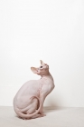 Picture of sphynx cat looking curious