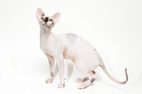 Picture of sphynx cat looking towards camera, seen from aside