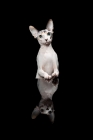 Picture of Sphynx cat looking towards camera, reflection